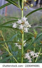 Image result for Kanahia