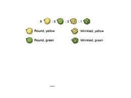 Mendel found that the seeds resulting from the crossing of the parents, had yellow coloured and round shaped seeds. A Dihybrid Cross Involves The Crossing Of Just One Trait A Dihybrid Cross Involves The Crossing Of Just One Trait Dihybrid Cross Is A Cross Between Two Different Lines Genes