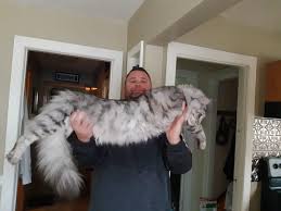 Large as a full sized cat its hard sometimes to remember he's a baby. Maine Coon Kittens For Sale Buy A Giant Maine Coon Maine Coon Breeders Tica Cfa Usa Giant Maine Coon Cat For Sale Near Me Russian Maine Coon