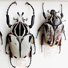 Black And White Striped Beetle Goliathus Goliatus Quadrimaculatus Male Goliathus Goliatus Albatus Female Nasekomye Vyshivanie