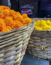 But if it's happening to all or almost all of them, opening up the plant by pruning away the extra leaves helps a bit. 3 014 Loose Flowers Photos Free Royalty Free Stock Photos From Dreamstime