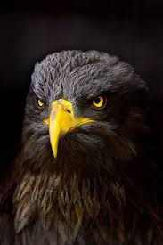 Colorful Bird With Big Feathers Pin On The Eagle