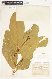 Image result for Tabernaemontana crassa