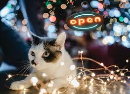 Coffee spoons with cute designs to enjoy your hot or iced coffee or tea, at home or at the office. The Great Reopening Be First To Get Back To The Cat Cafe With Our Giant Roundup Of Who S Open What S New After Covid 19 Closures That Cat Life