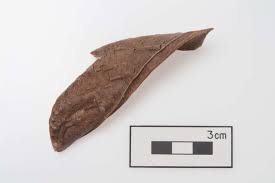 Image result for Canavalia africana