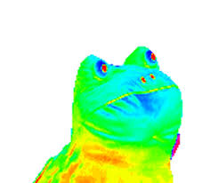 Rainbow Frog Gifs Different Versions Of This Meme On Animated Pics