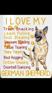 The German Shepherd Mine Is All But Sock Stealing And Tissue Tearing German Shepherd Dogs Shepherd Shepherd Dog