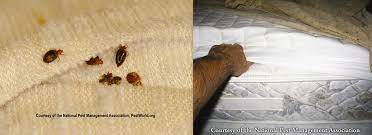These will usually be found near the corners and edges of the bed. How To Identify Bed Bugs Conway Arkansas