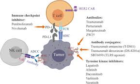 The mechanism of action a video animation that illustrates how herceptin attaches itself to the her2 receptors on the surface of breast cancer cells and blocks them from receiving growth signals. Progress And Challenges In Her2 Positive Gastroesophageal Adenocarcinoma Journal Of Hematology Oncology Full Text