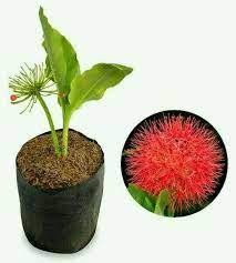 Meski begitu, biasanya bunga ini sudah mekar dari bulan november sampai januari. Jual Tanaman Hias Bunga Desember Di Lapak Agro Krishna Bibit Bukalapak