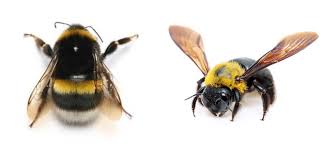 There are over 250 known species, existing primarily in the northern hemisphere although they are common in new zealand and in the australian state of tasmania. Bumble Bees Vs Carpenter Bees Beehivehero