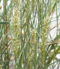 Image result for Enneapogon cenchroides