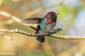 Top 9 the smallest birds in the world. Smallest Hummingbird In The World Bee Hummingbird Whitehawk Blog