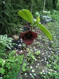 Check spelling or type a new query. Need Help Identifying A Flowering Tree In Central Ohio Flowers Forums