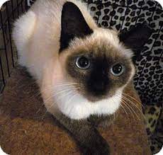 Puppyfind.com has been visited by 10k+ users in the past month Cleveland Oh Siamese Meet Cookie A Pet For Adoption