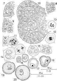 Image result for Lophiocarpus polystachyus