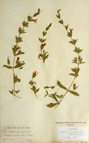 Image result for Duosperma quadrangulare