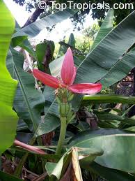 Image result for Musa sp. (Ornamental bananas)