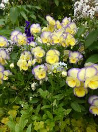 Buy african violets here african violets & collectible houseplants. Viola Etain Buy Online At Annie S Annuals