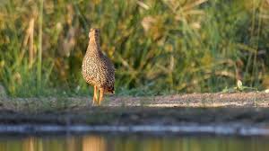 Image result for Tragiella natalensis