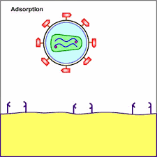 To become infected with hiv, infected blood, semen. 10 6c The Life Cycle Of Hiv Biology Libretexts