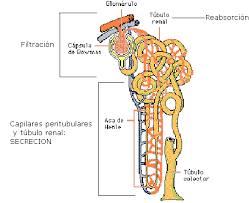 Resultado de imagen para excretor