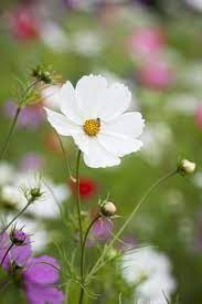 Cosmos Purity Do You Like This Daisy Type Flower I Grow These Every Year And The Foliage Is Lovely And See Through