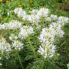 Image result for Cleome densifolia