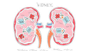 Kidneys Grown In Rats Could Pave Way For Human Transplant Options Cgtn Mouse kidney development begins with the formation of the pronephric duct (also known as the nephric or wolffian duct; kidneys grown in rats could pave way