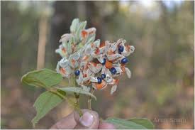 Image result for Rhynchosia hirta