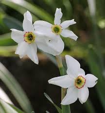Narcissus Poeticus Recurvus Narcissus Rhizome Daffodils