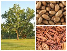Image result for Carya illinoinensis