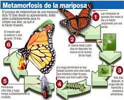 Pin En Animais Invertebrados Recursos Para Flipped Classroom