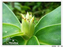 絹毛鳶尾 今齡 虎斑貓 純手作 痞客邦 plants