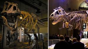 This is all the one thing. Scotty The Dinosaur Skeleton Which Is A Contender For The Largest T Rex Ever Guinness World Records