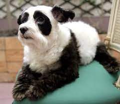 Panda Look Alike Dog Panda Dog Dog Dye Panda Puppy