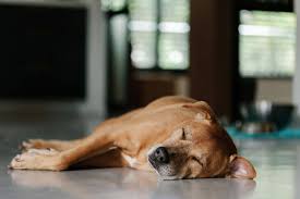 The trick is to create blocks of time they sleep during the day. Dog Twitching In Sleep Here S The Reason Why Ollie Blog