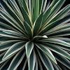 Best winter flowers for pots. 3