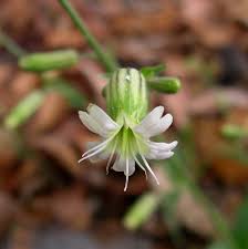 Image result for Silene burchellii
