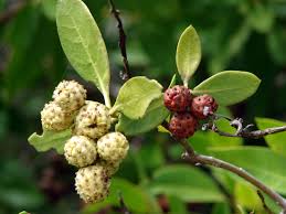Image result for Conocarpus erectus