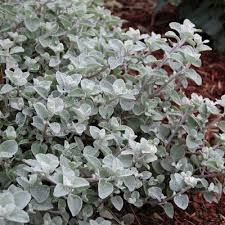 Image result for Helichrysum silvaticum