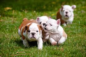  English Bulldog Puppies Running English Bulldog Puppies Bulldog Puppies Puppy Facts