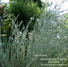 Image result for Gomphostigma