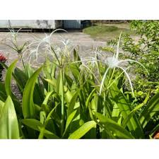 Image result for Dissotis speciosa