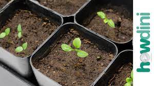 Ebay is here for you with money back guarantee and easy return. How To Plant Eggplant Youtube