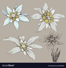 Edelweiss Flower Collection Royalty Free Vector Image Flower Drawing Edelweiss Tattoo Edelweiss Flower Tattoos are a work of art, with the human body as the canvas. flower drawing edelweiss tattoo