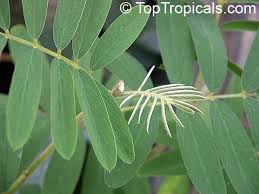 Image result for Tephrosia vogelii