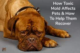 Hot promotions in dog mold on aliexpress: How Toxic Mold Affects Pets How To Help Them Recover Hybrid Rasta Mama