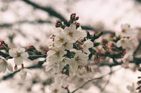 The Day Came When The Risk To Remain Tight In A Bud Was More Painful Than The Risk It Took To Blossom Anais Nin Japan Forward