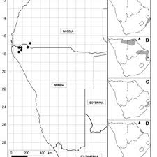 Image result for Erythrococca